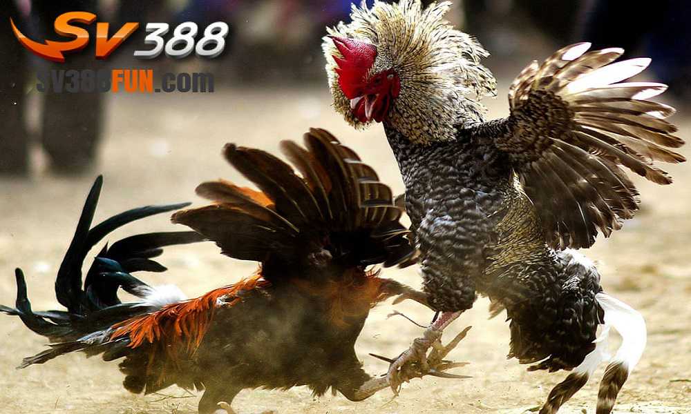 Các sản phẩm game được chọn lọc của Mu9 Games - Mu9